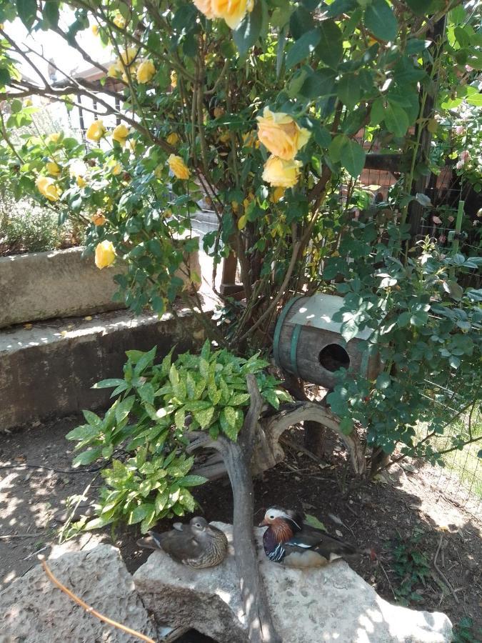 וארנה Guest House Amazonia מראה חיצוני תמונה
